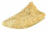 Bargain, Fossil Tyrannosaur (Nanotyrannus?) Tooth - Wyoming #299764-1